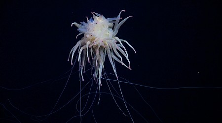 Watch Mesmerizing Footage of a Deep-Sea ‘Spaghetti Monster’