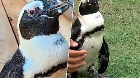 Japón tiene nuevo héroe: el pingüino que huyó de un parque en una isla en busca de libertad ha aparecido a 45 km viviendo su sueño