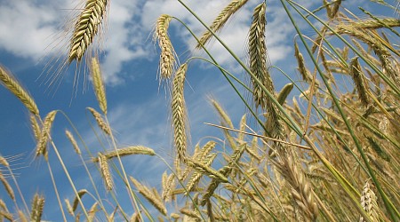 The promise of summer wheat in Zimbabwe