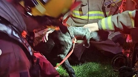 Firefighters give lifesaving CPR to dog rescued from a cooking blaze