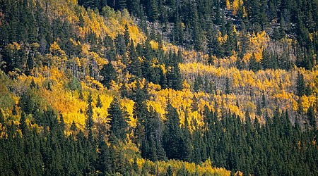 'Mr. Aspen' gives his Colorado peak fall color prediction and here are top aspen drives