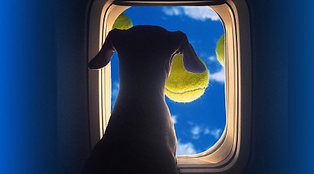 Somehow, the Dog Situation on Airplanes Has Gotten Even Wilder