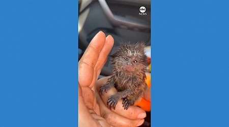 WATCH: Brazilian firefighters rescue baby marmoset from forest fire