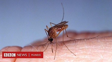 Qué es el oropouche, el virus detectado en América Latina para el que no existe vacuna