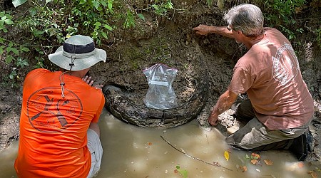 An amateur fossil hunter found a 7-foot-long mammoth tusk that's thousands of years old — take a look