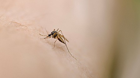 New Hampshire Resident Dies After Testing Positive for Mosquito-Borne Encephalitis Virus