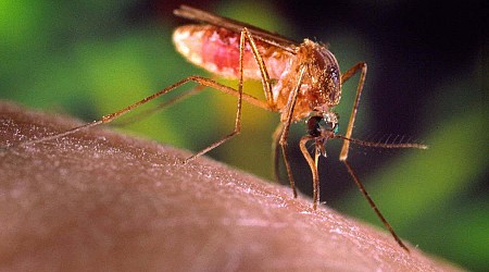 Mosquito-borne illnesses are spiking across the world