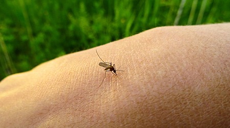 What to Know about Eastern Equine Encephalitis Virus Spread by Mosquitoes