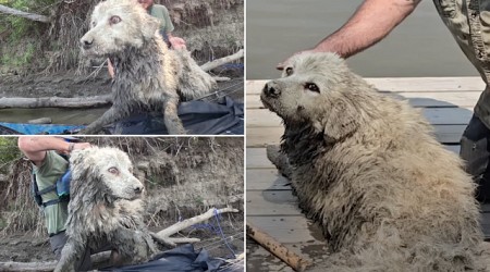 Sinking Dog Stuck Under Log Saved in Dramatic Rescue Video