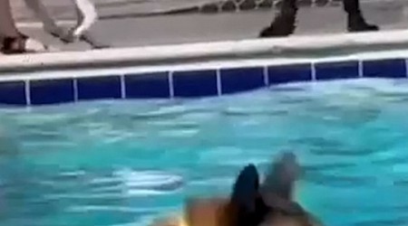 WATCH: These dogs in a pool are my brain when I'm trying to have a relaxing weekend