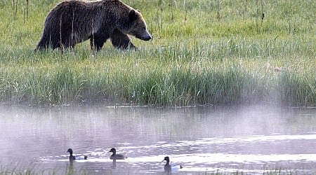 Grizzly bear attacks and injures archery hunter in northern Idaho