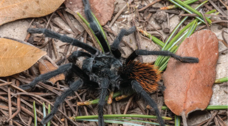 Nova tarântula com traseira laranja é descoberta no Arizona