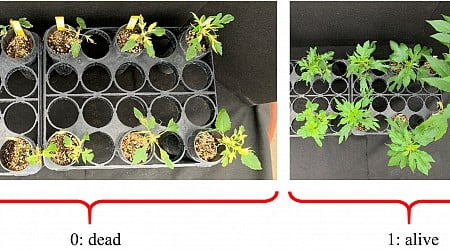 Killing giant ragweed just got harder for some Wisconsin farmers