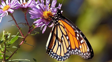 Monarch butterfly numbers have dropped this summer in Illinois, Upper Midwest, experts say