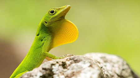 A la Guadeloupe, la difficile lutte contre les espèces animales exotiques envahissantes