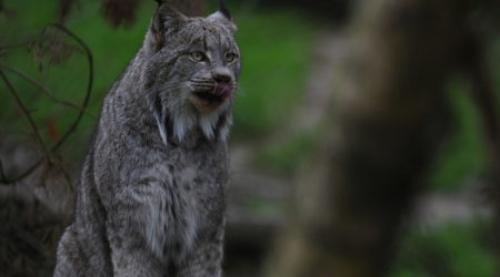 Endangered Rare Wild Cat Was Just Spotted in Vermont for the First Time