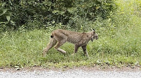 Canada lynx confirmed in Vermont for 1st time since 2018