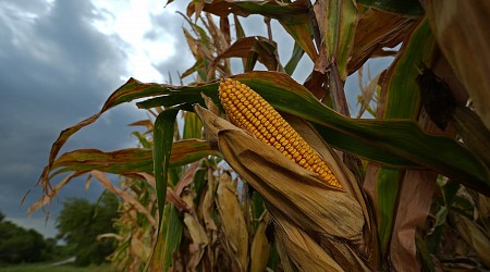 Sweaty corn is making it even more humid