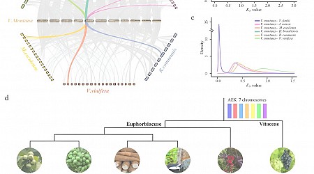 Vernicia montana's genome unearths new breeding horizons