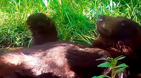 WATCH: Relaxed bear has fun splashing around in a pond