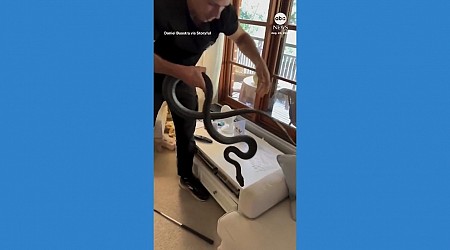 WATCH: Carpet python removed from family home