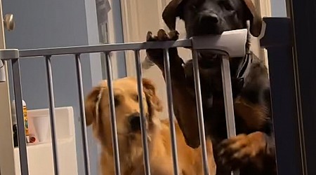 WATCH: Watch these crafty dogs figure out how to unlock a doggy gate