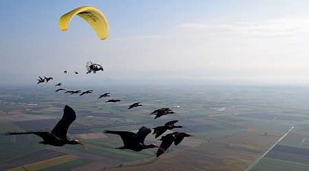 2.800 kilómetros desde los Alpes hasta Andalucía: el singular recorrido de un grupo de aves guiadas por un ultraligero