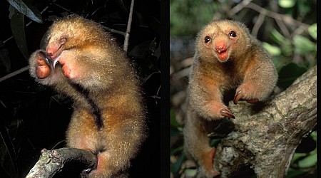 Silky anteater: The tiny, boxing ball of fur