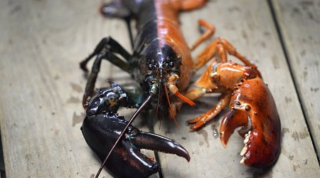 Just how rare is a rare-colored lobster? Scientists say answer could be under the shell