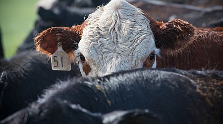 Anthrax has killed over 50 animals in Wyoming — what's the risk to people?