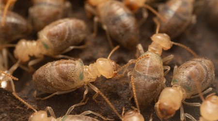 Kamikaze termites protect their colony with the help of a special enzyme whose secrets have now been uncovered