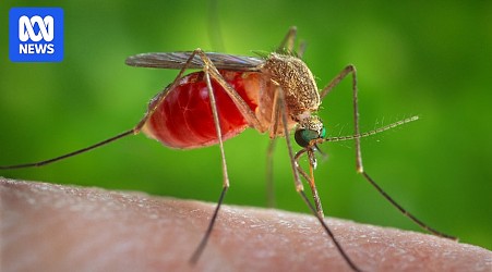 Several countries are experiencing 'sloth fever' outbreaks but the chance of it spreading to Australia is low