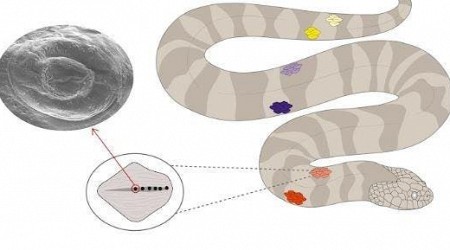 How Do Colombian Aquatic Snakes Use Weird ‘Sensors’ To Hunt Prey?