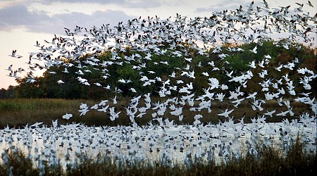 Wildlife Spotlight: Birds Abound Across Delaware’s Bombay Hook National Wildlife Refuge