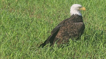 Missouri Department of Conservation rehabilitates bald eagle full of raccoon