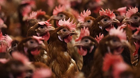 CDC says no ‘clear source’ of bird flu infection in Missouri patient