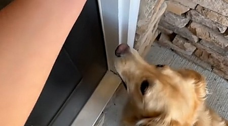 WATCH: Watch this excited Labrador take a tour of the family’s 1st home