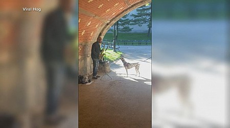 WATCH: Singing dog joins in with sax player