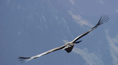 Critically endangered California condor shot and killed in Colorado