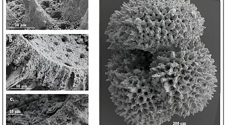 Microscopic fossilized shells reveal ancient climate change patterns