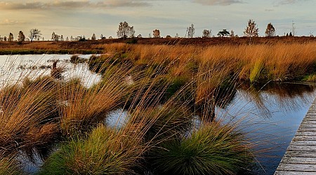 Minnesota, US are losing valuable wetlands at an increasing rate