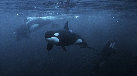 Boat-ramming orcas may be using yachts as target practice toys, scientists suggest