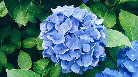 Expert Tips on How to Change the Color of Your Hydrangeas