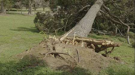 Arborist discusses potential problems with drought-impacted trees ahead of Francine