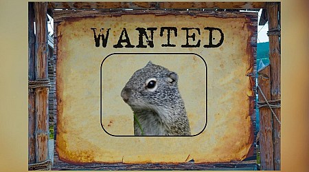 If You See This Mammal In Wisconsin, Notify The DNR Immediately