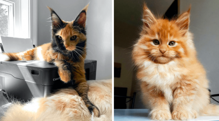 27 Meowrvelous Majestic Maine Coon Cats and Kittens For Feline Fans of Fluffy Living Room Lions