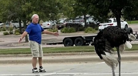 Escaped ostrich wanders into South Dakota road