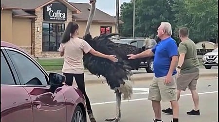 Escaped ostrich brings traffic to a halt on busy road in South Dakota: wild footage