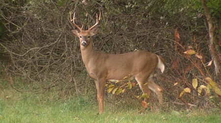 DNR tracking surge of deadly virus among deer