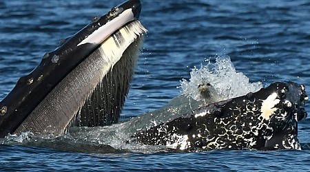 A bewildered seal found itself in the mouth of a humpback whale